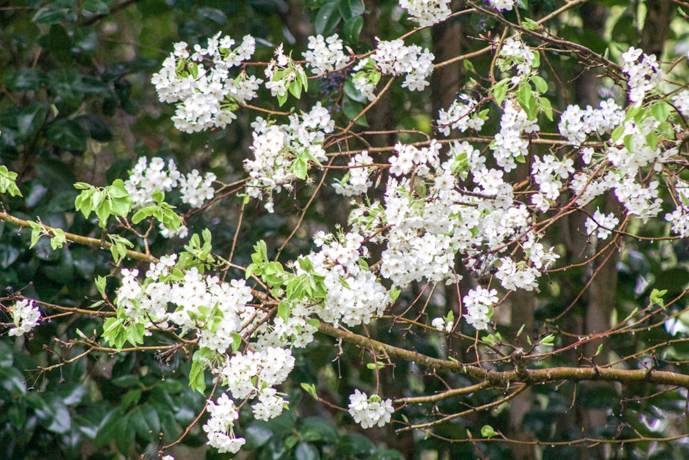 a tree with white flowers and green leaves