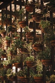 A vertical garden featuring numerous terracotta pots filled with lush green plants is arranged on a dark wooden structure. The plants vary in types, including succulents and leafy varieties, creating a dense and vibrant display. The setting is warmly lit, enhancing the earthy tones of the pots and the natural green hues of the foliage.
