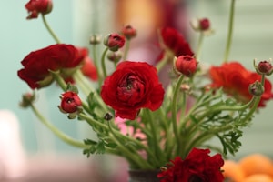 Beige Ranunculus Glow