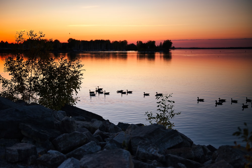 a group of ducks floating on top of a lake