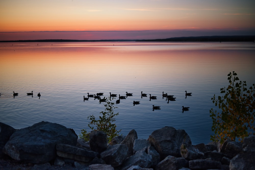 a flock of ducks floating on top of a lake