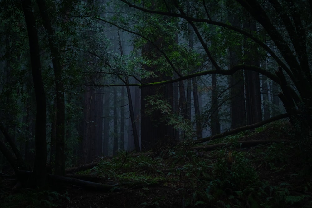 a dark forest filled with lots of trees