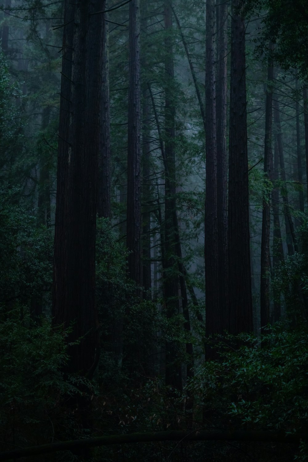 a dark forest filled with lots of tall trees