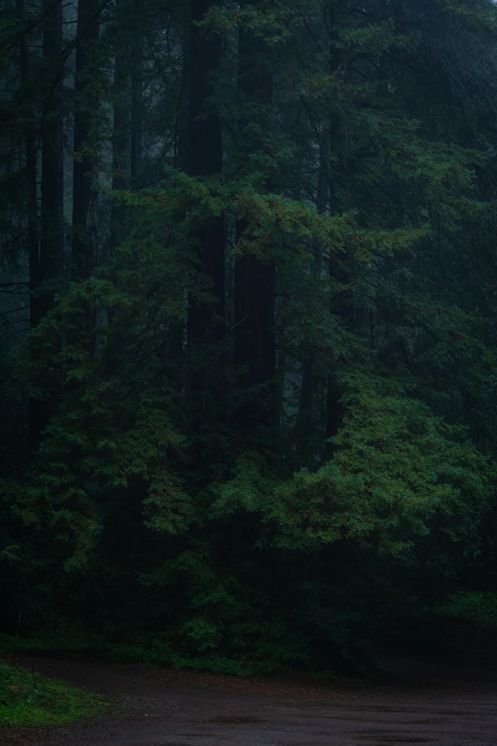 a dark forest filled with lots of green trees
