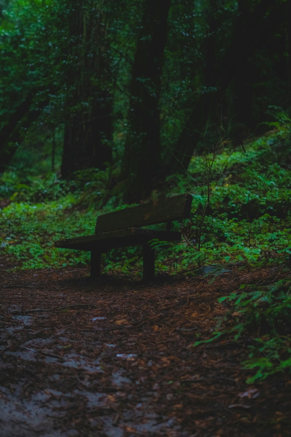 a wooden bench sitting in the middle of a forest