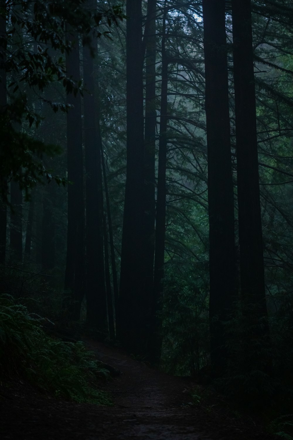 a path through a dark forest with lots of trees