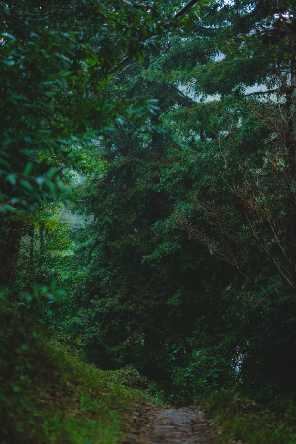 a path in the middle of a forest with lots of trees