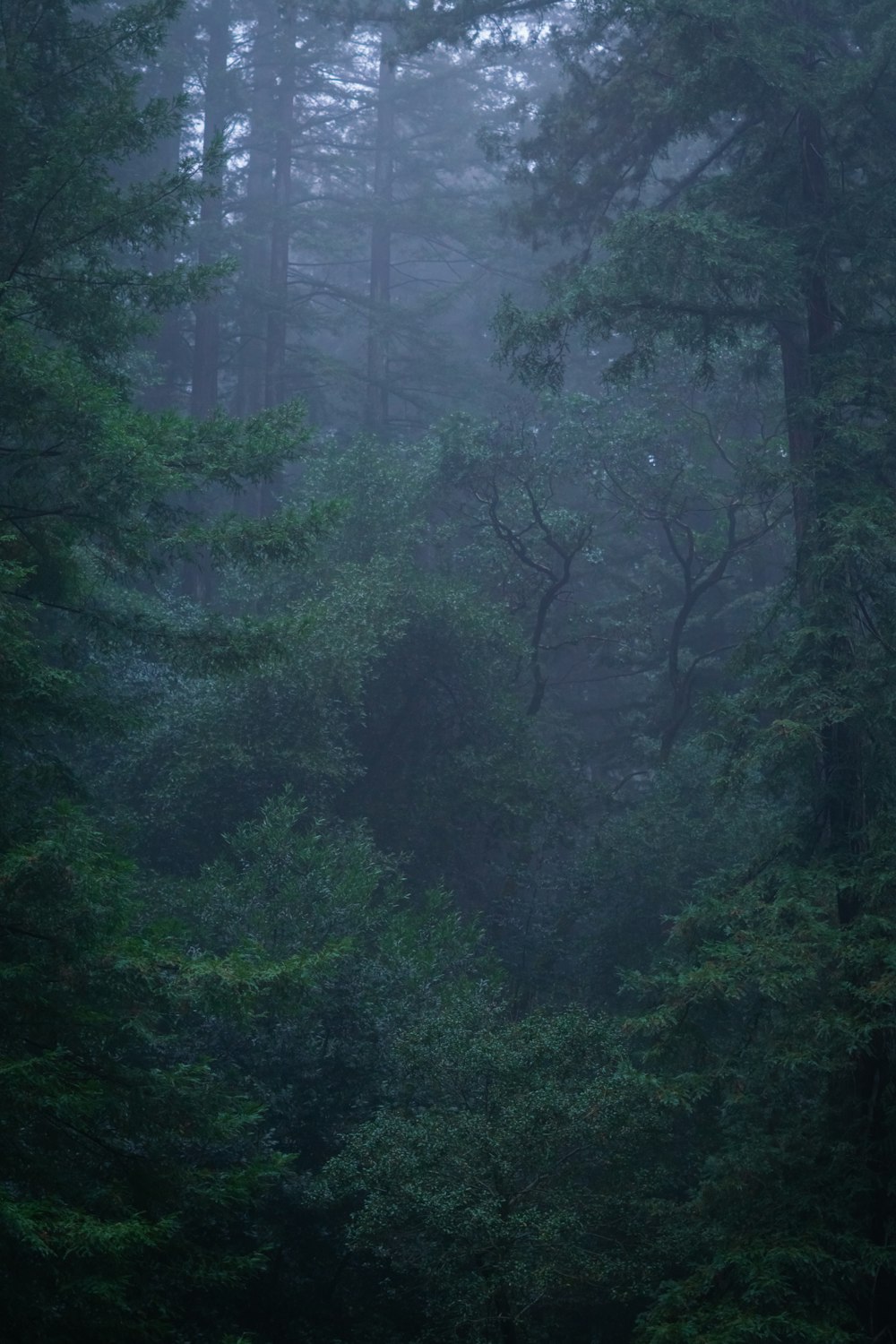 a forest filled with lots of green trees