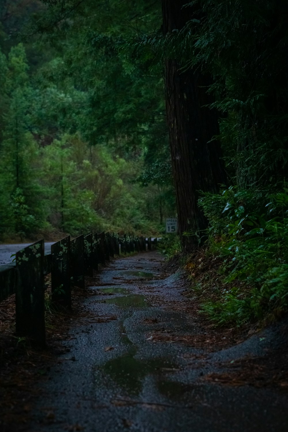 a dark path in the middle of a forest