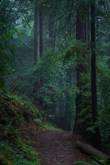 A misty rainforest path winding through lush green foliage under soft morning light.