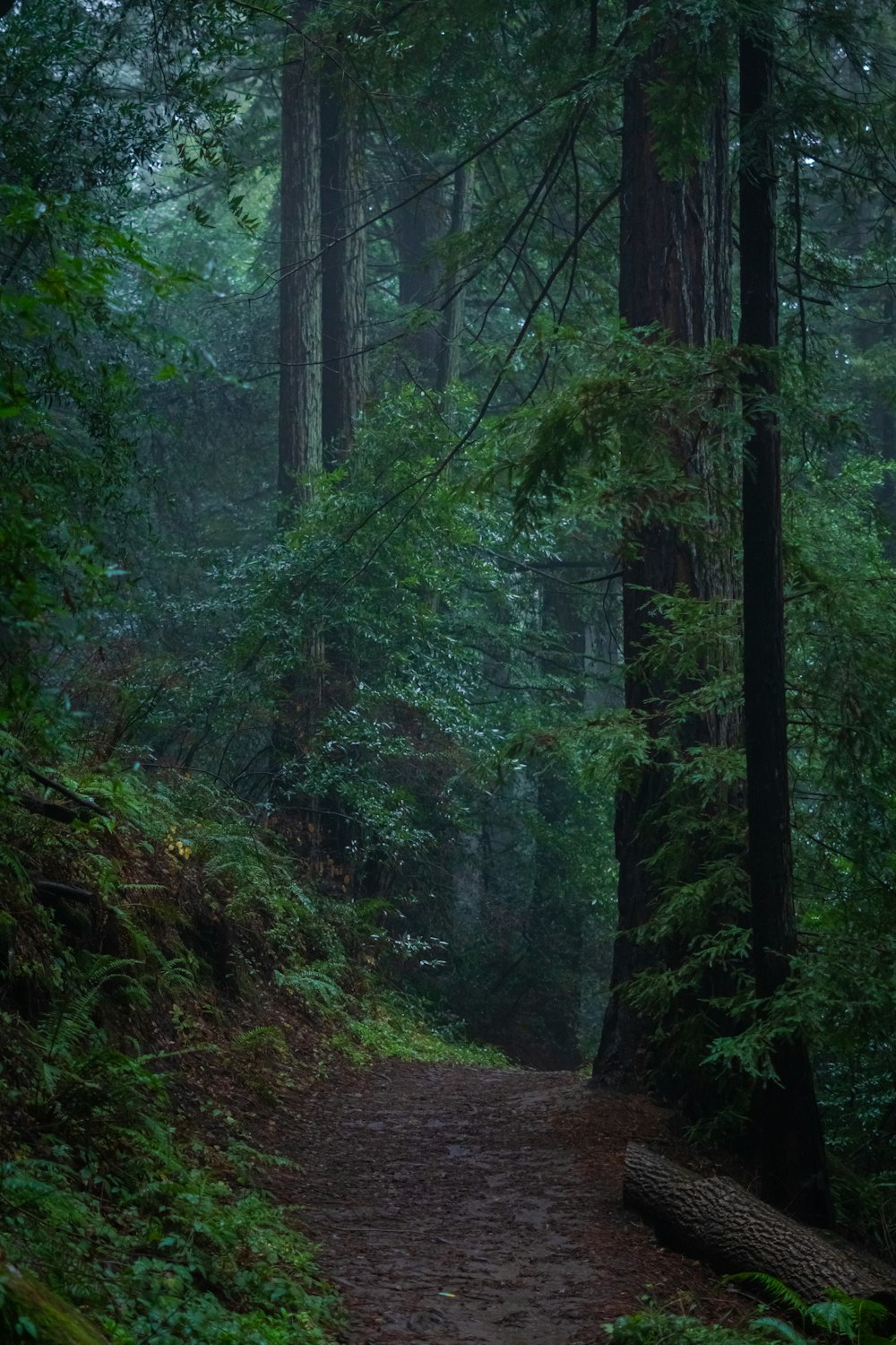 a path in the middle of a forest on a foggy day