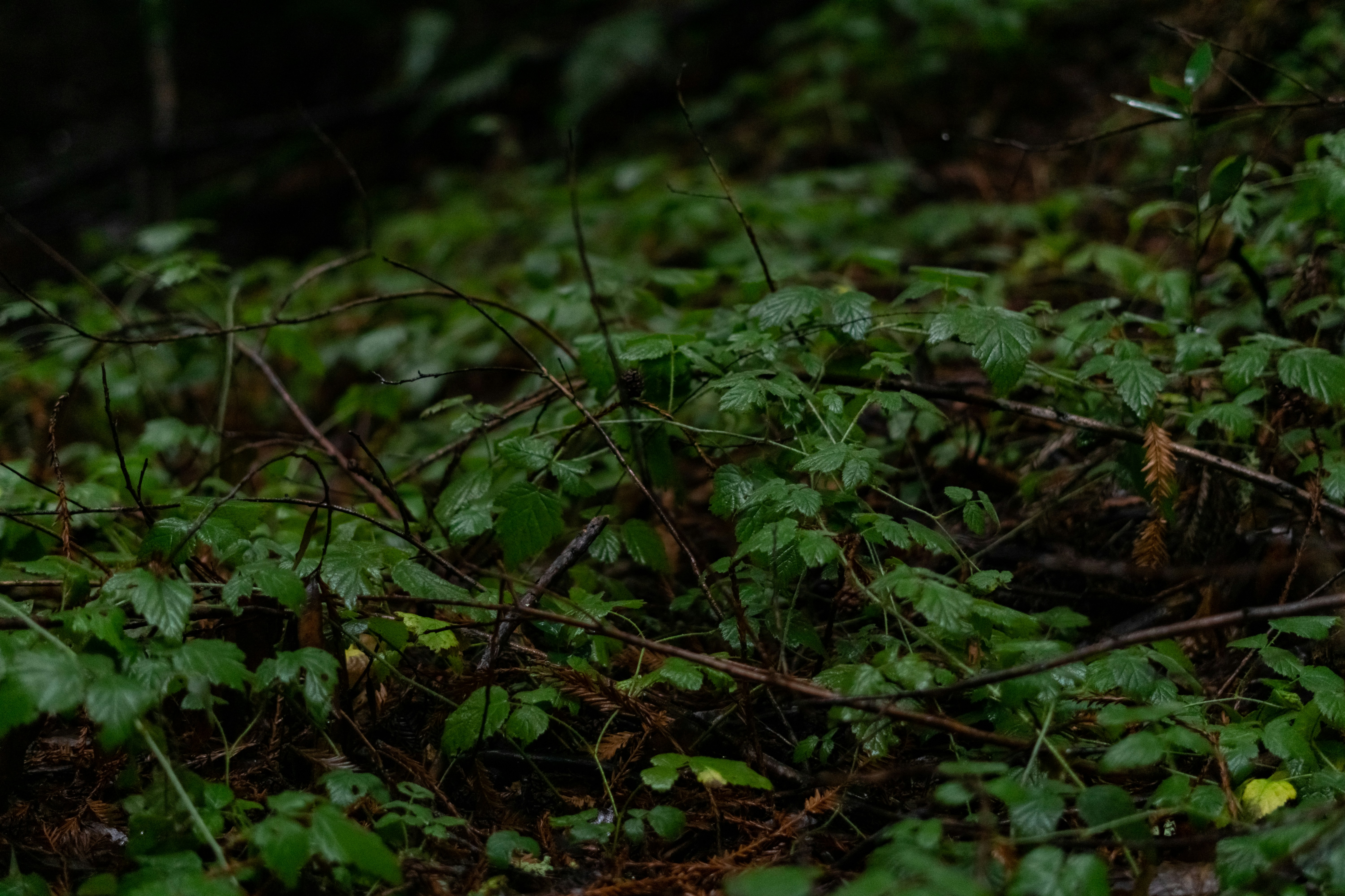 Photo by spencer_demera