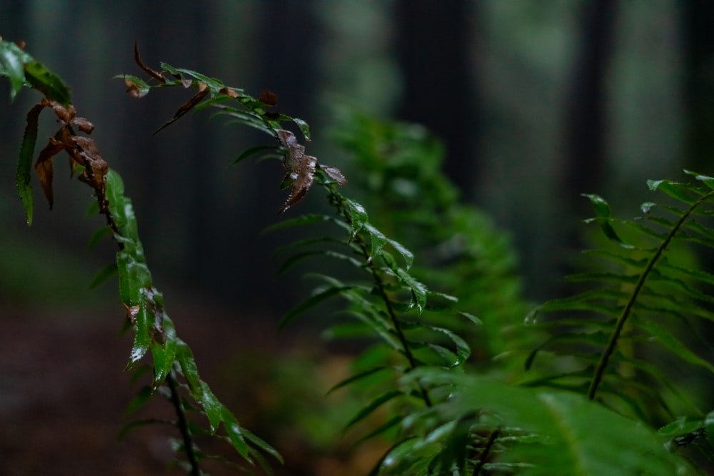 Un primer plano de una planta de helecho en un bosque