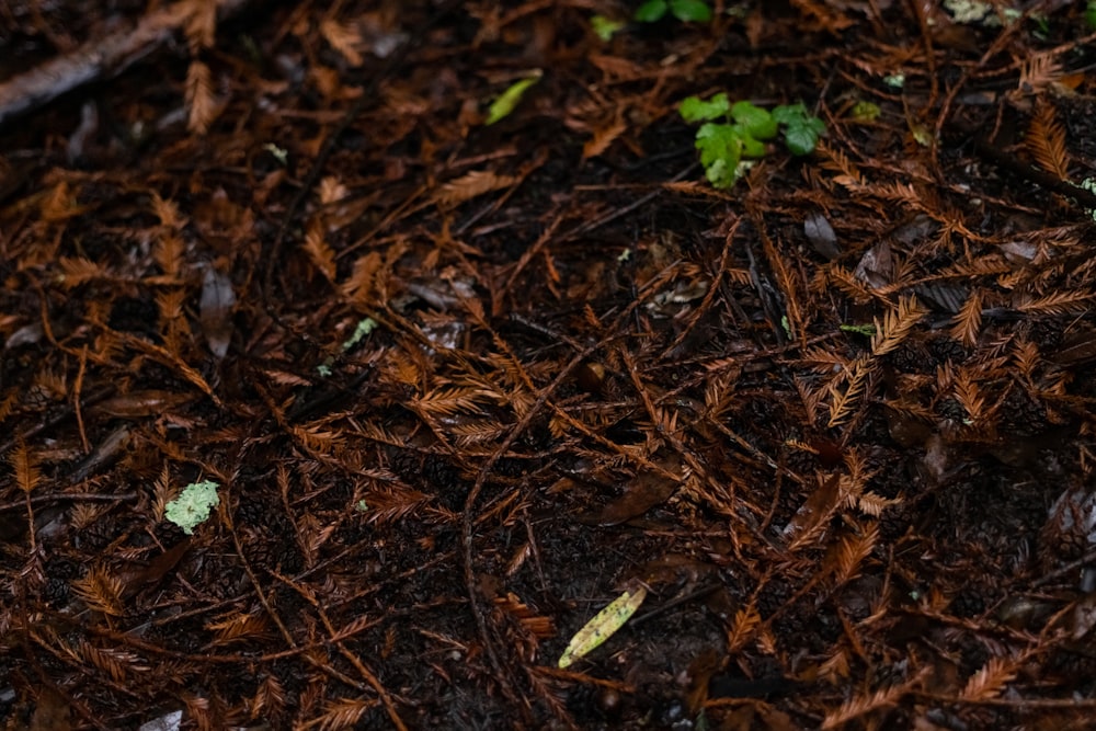 a close up of a bird on the ground