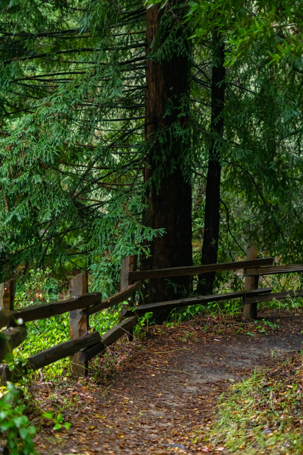 a path in the woods with a wooden fence