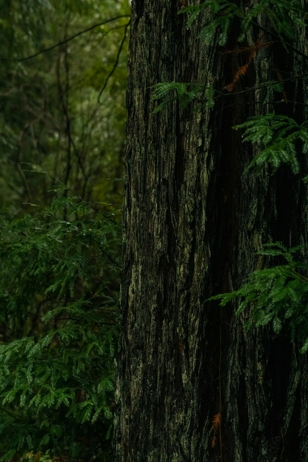 a black bear standing next to a tree in a forest