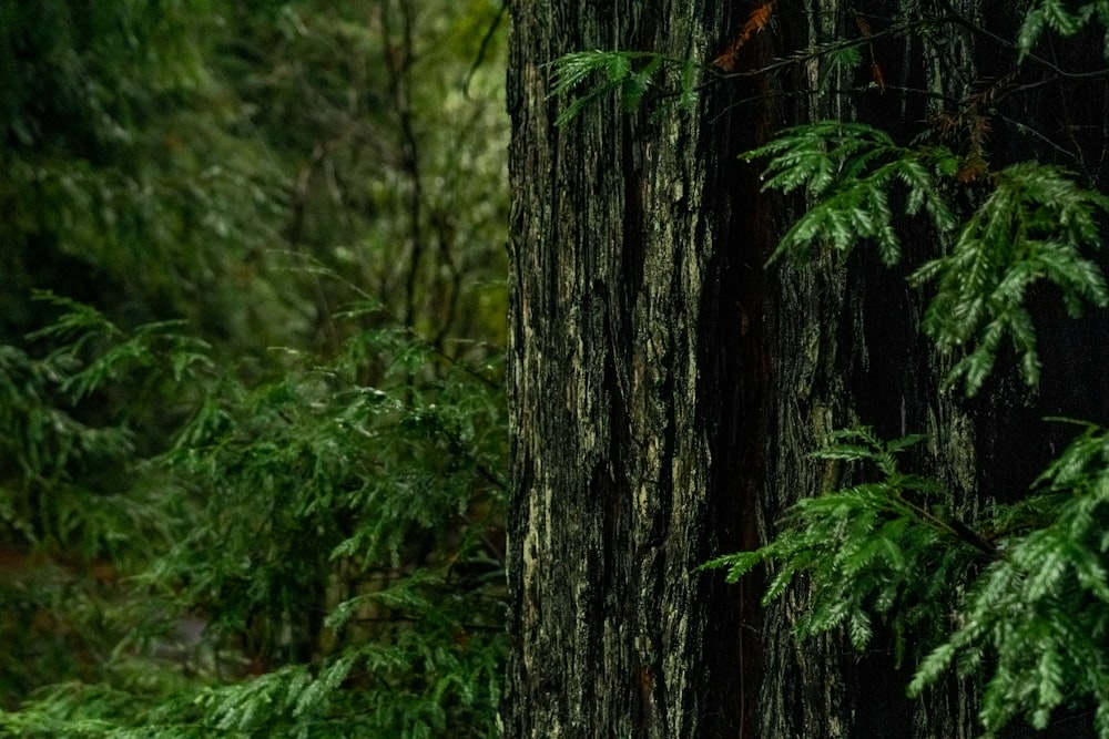 a black bear standing next to a tree in a forest
