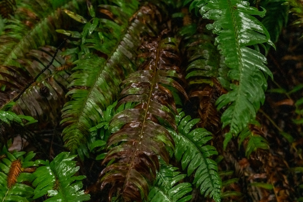 a close up of a bunch of green plants