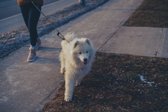 A fluffy white dog is walking on a leash along a sidewalk. The person holding the leash is partially visible, dressed in casual attire, including leggings and sneakers. The grass beside the sidewalk is brown with patches of white.