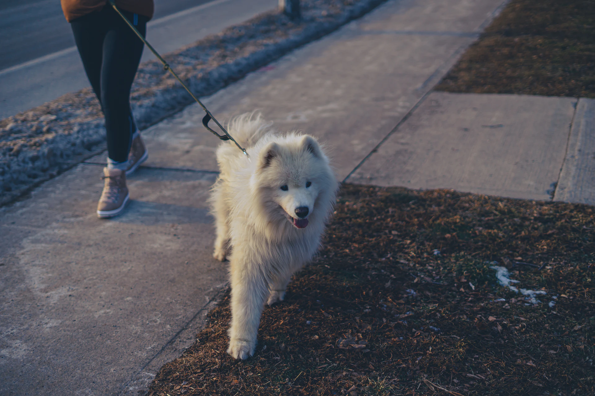 a person walking a dog on a leash down a sidewalk