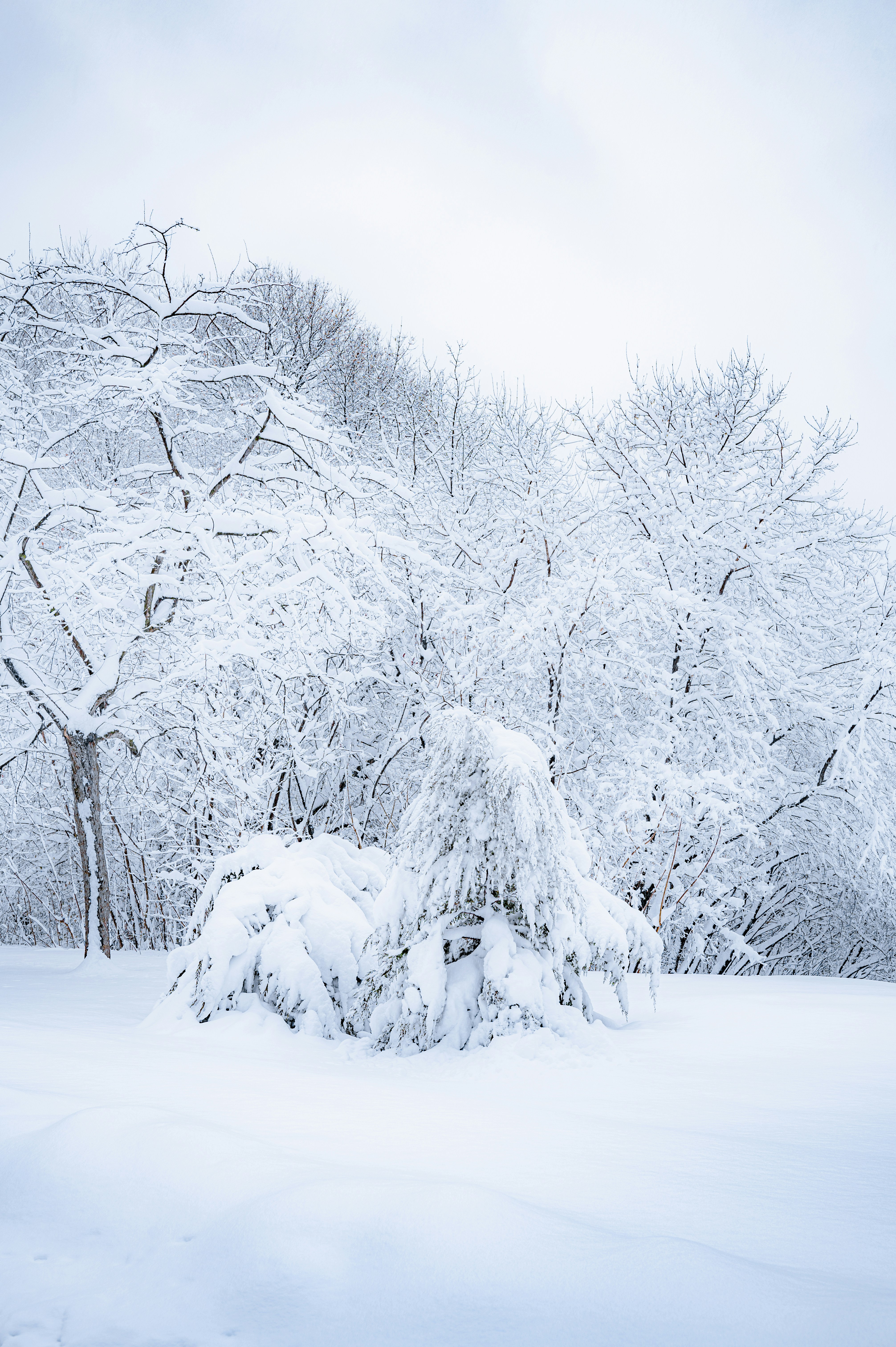 Banco de imagens : natureza, neve, inverno, madeira, branco, chão, geada,  natural, fresco, telha, congelar, Natal, material, têxtil, sazonal,  dezembro, Texturas, Xmas, frio, Fundos, gesso, Pavimentação, Revestimento  laminado 3264x2448 - - 264855 ..., image size:3000x4509