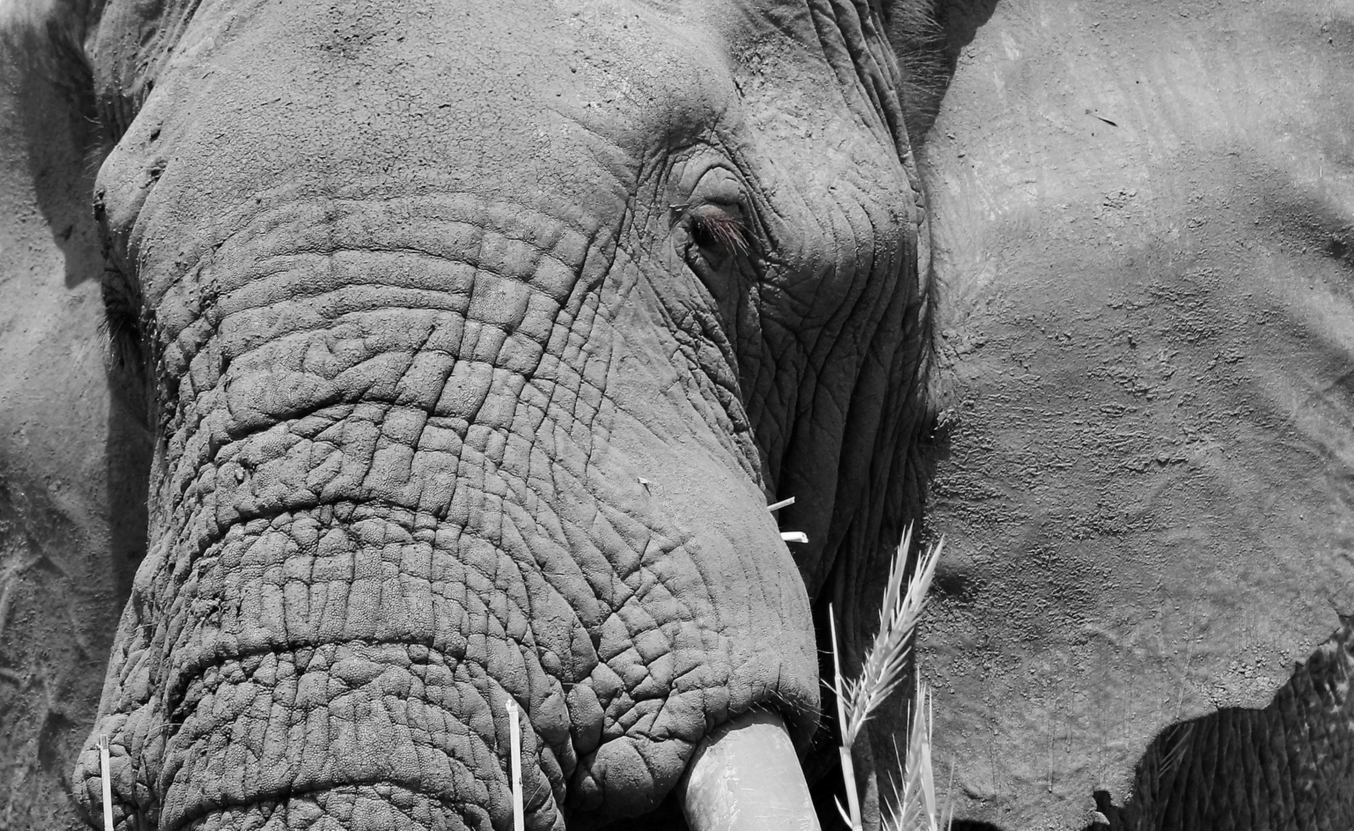 Photo by craigmanners_com