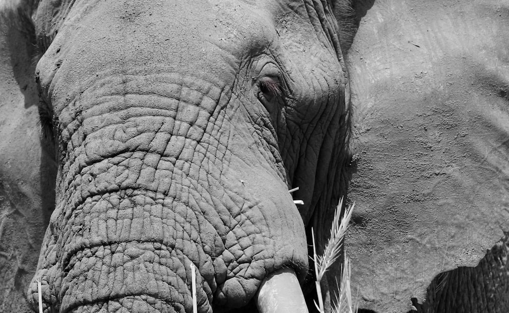 a close up view of an elephant's face