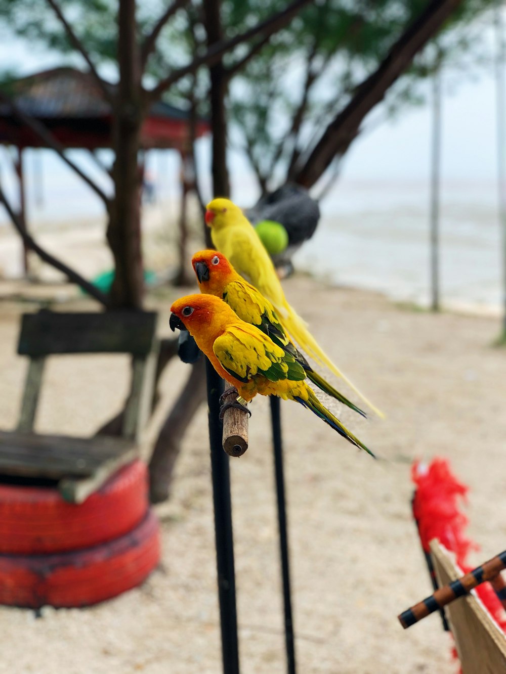 a couple of birds that are sitting on a pole