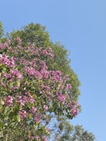 A vibrant flowering tree in full bloom against a clear blue sky.