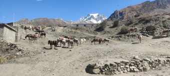 A rugged landscape featuring a group of horses with saddles standing on a dirt path. Surrounding stone walls and sparse, rocky terrain create a rustic, mountainous backdrop. Snow-capped peaks and clear blue skies can be seen in the distance, adding to the remote and tranquil atmosphere.