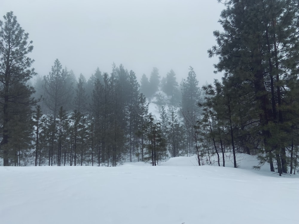 a snow covered field with trees in the background