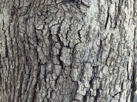 The close-up image features a rough, textured surface of tree bark with intricate patterns and deep grooves. The bark appears aged and weathered, showcasing a blend of grays and browns.