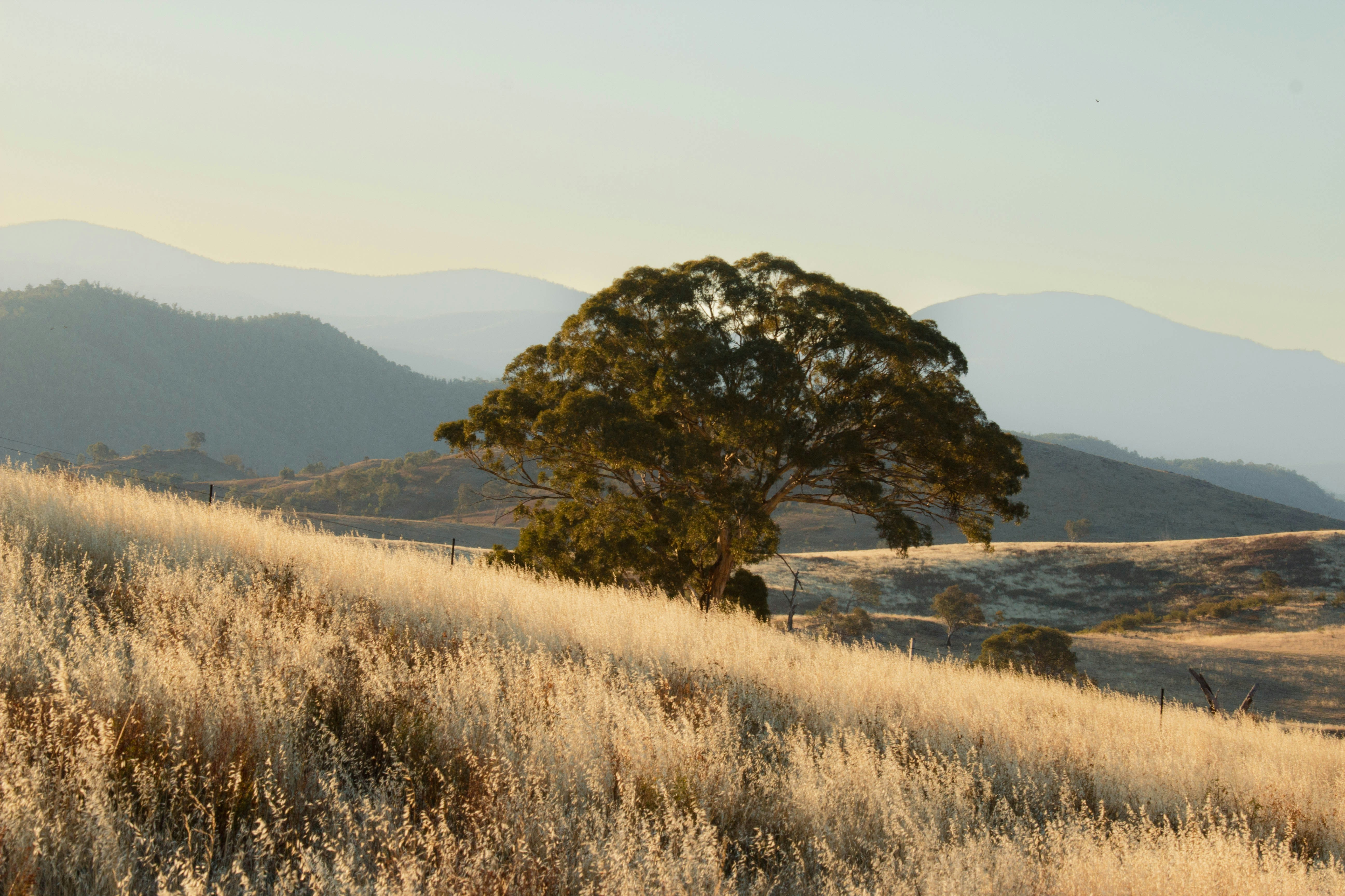 a lone tree on a hill with mountains in the background