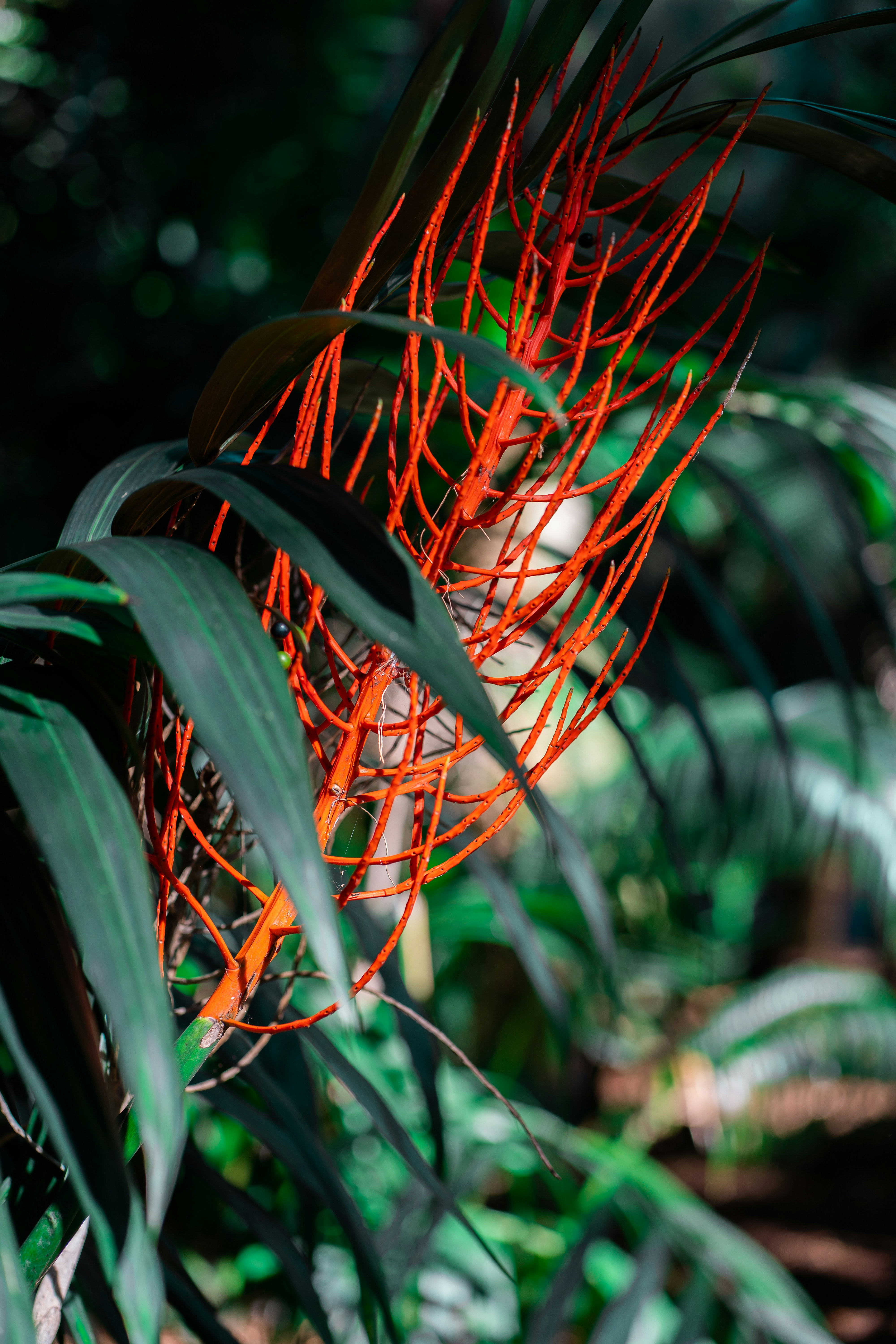 a close up of a red flower on a plant