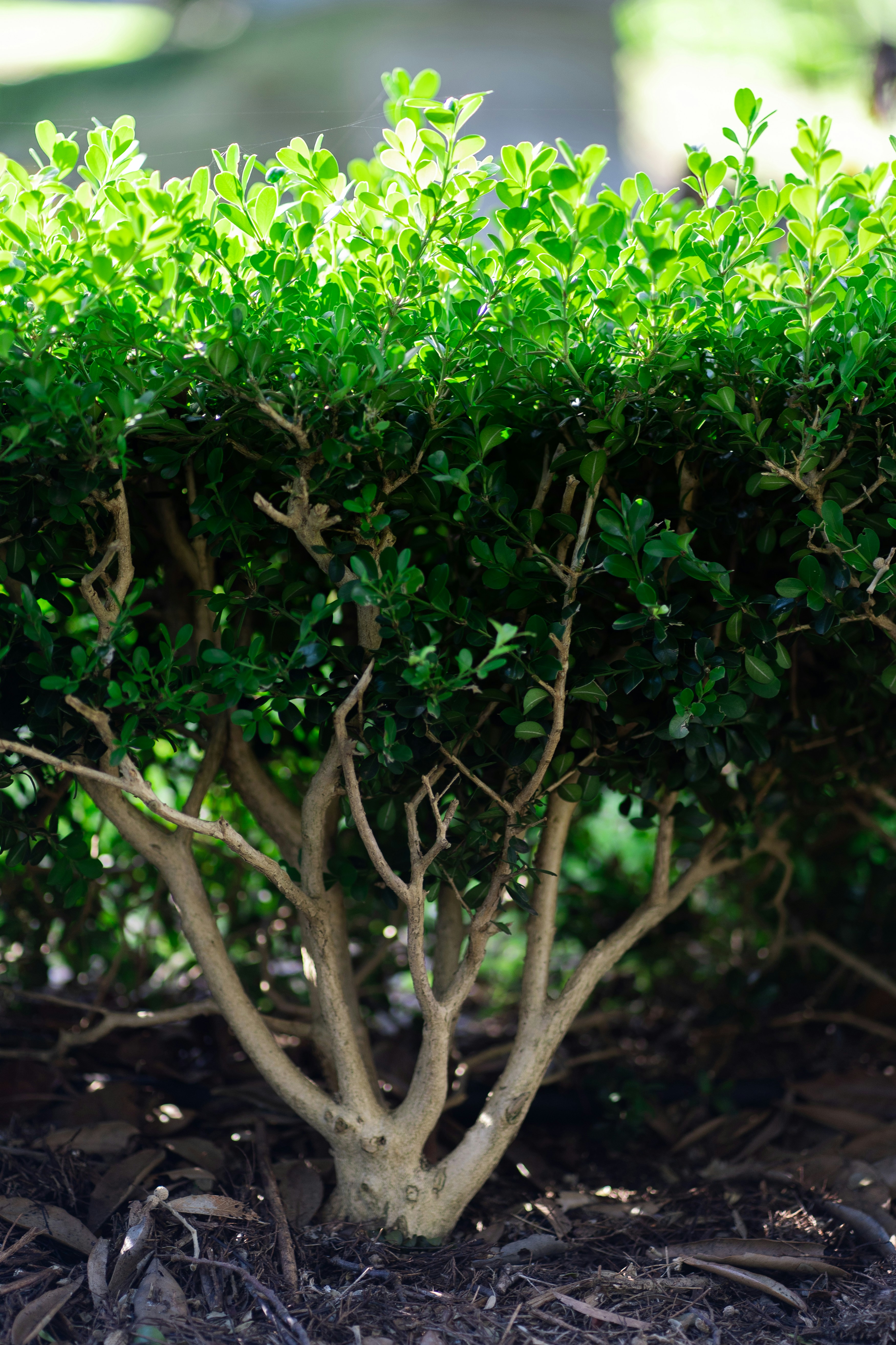 Gros plan d’un petit arbre aux feuilles vertes
