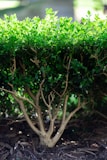 a close up of a small tree with green leaves
