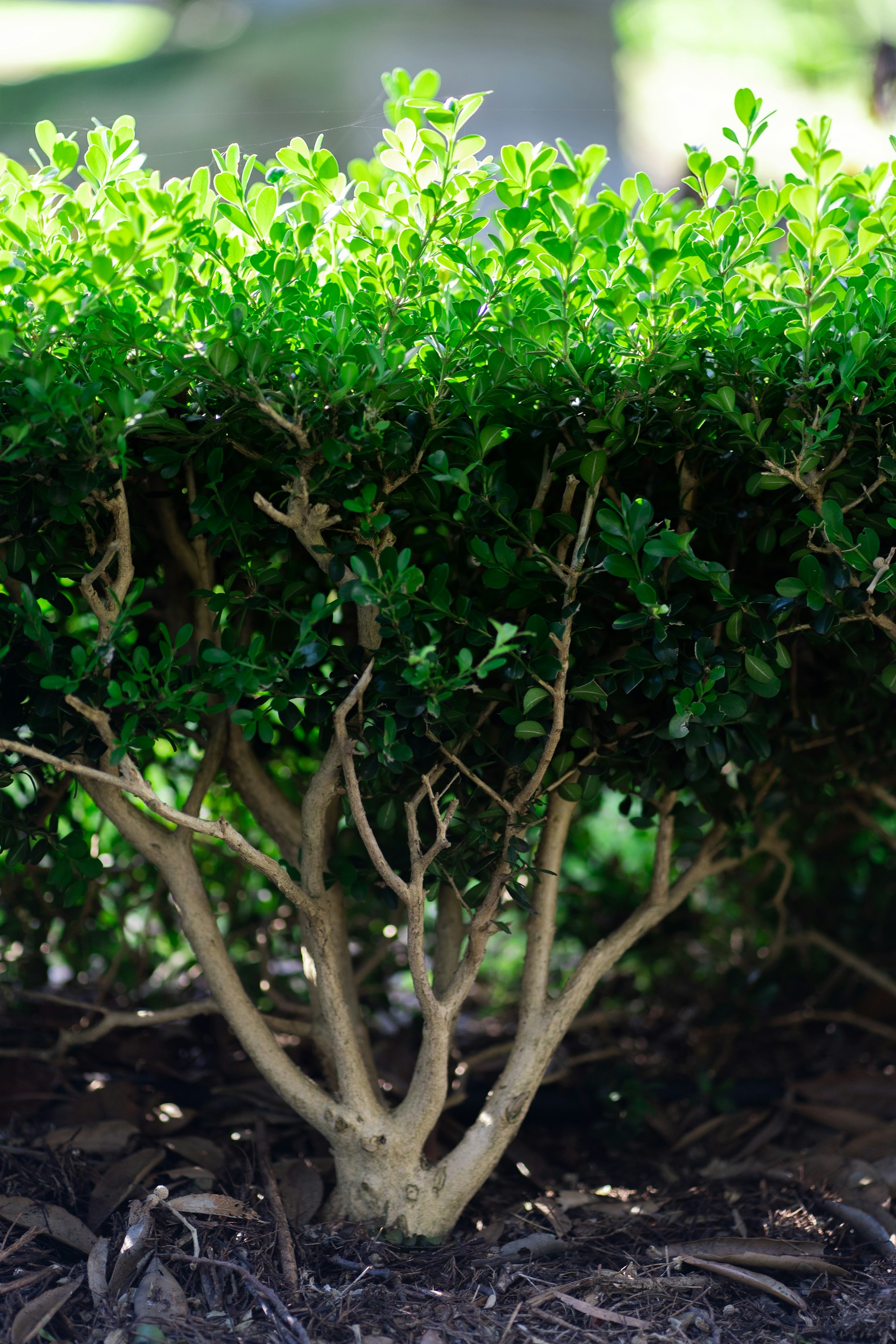 a close up of a small tree with green leaves