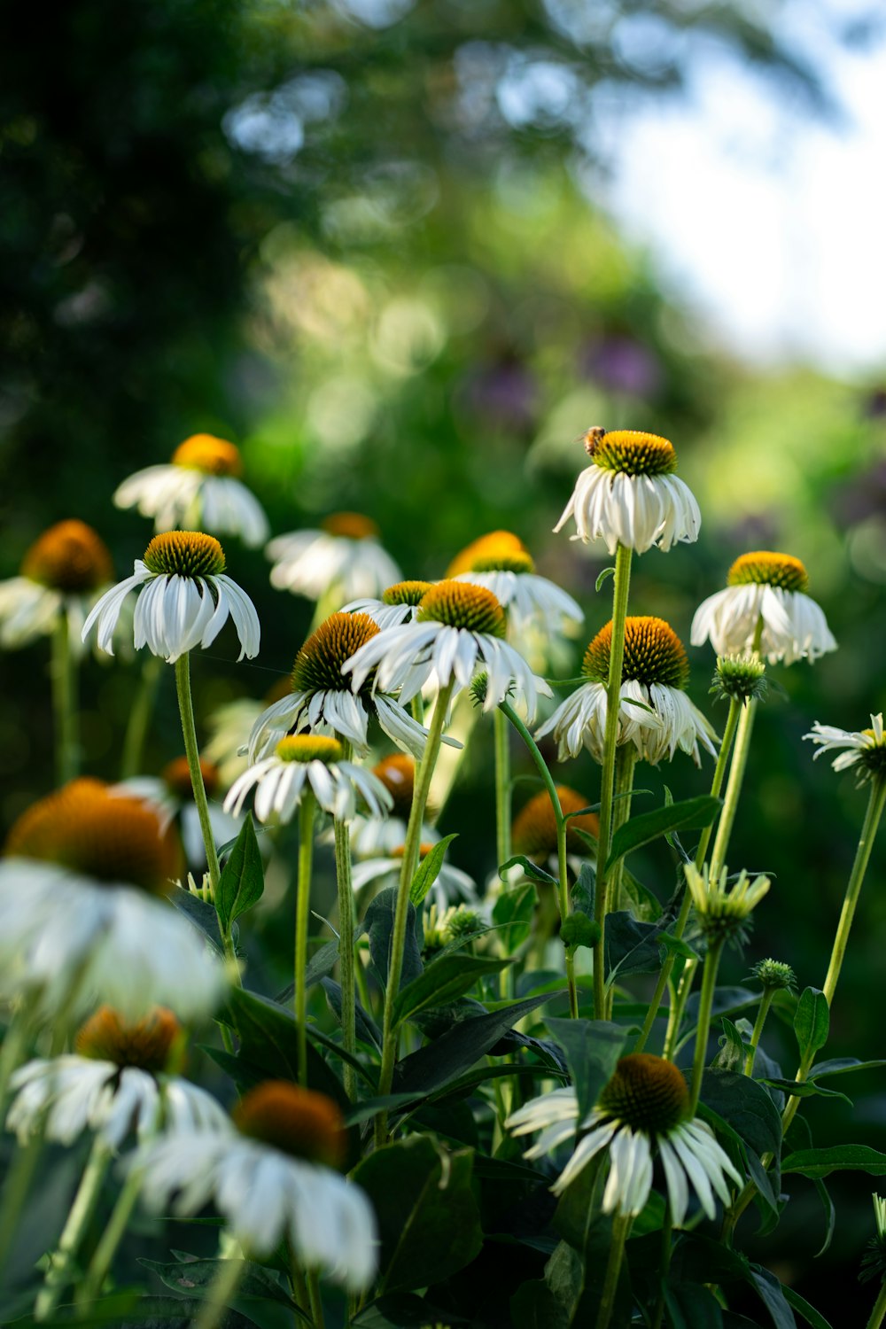 a bunch of white and yellow flowers in a field