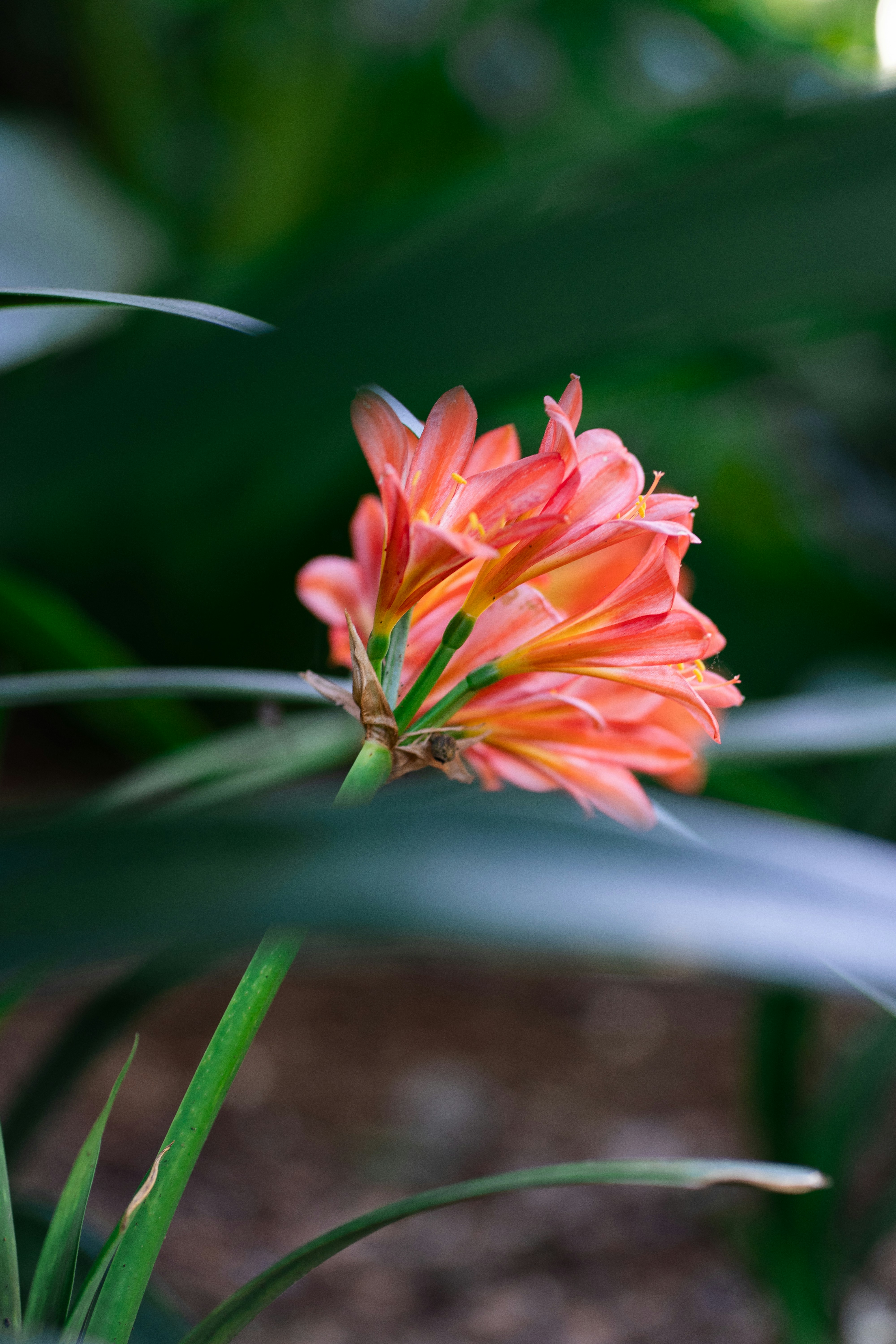 an orange flower with green leaves in the background