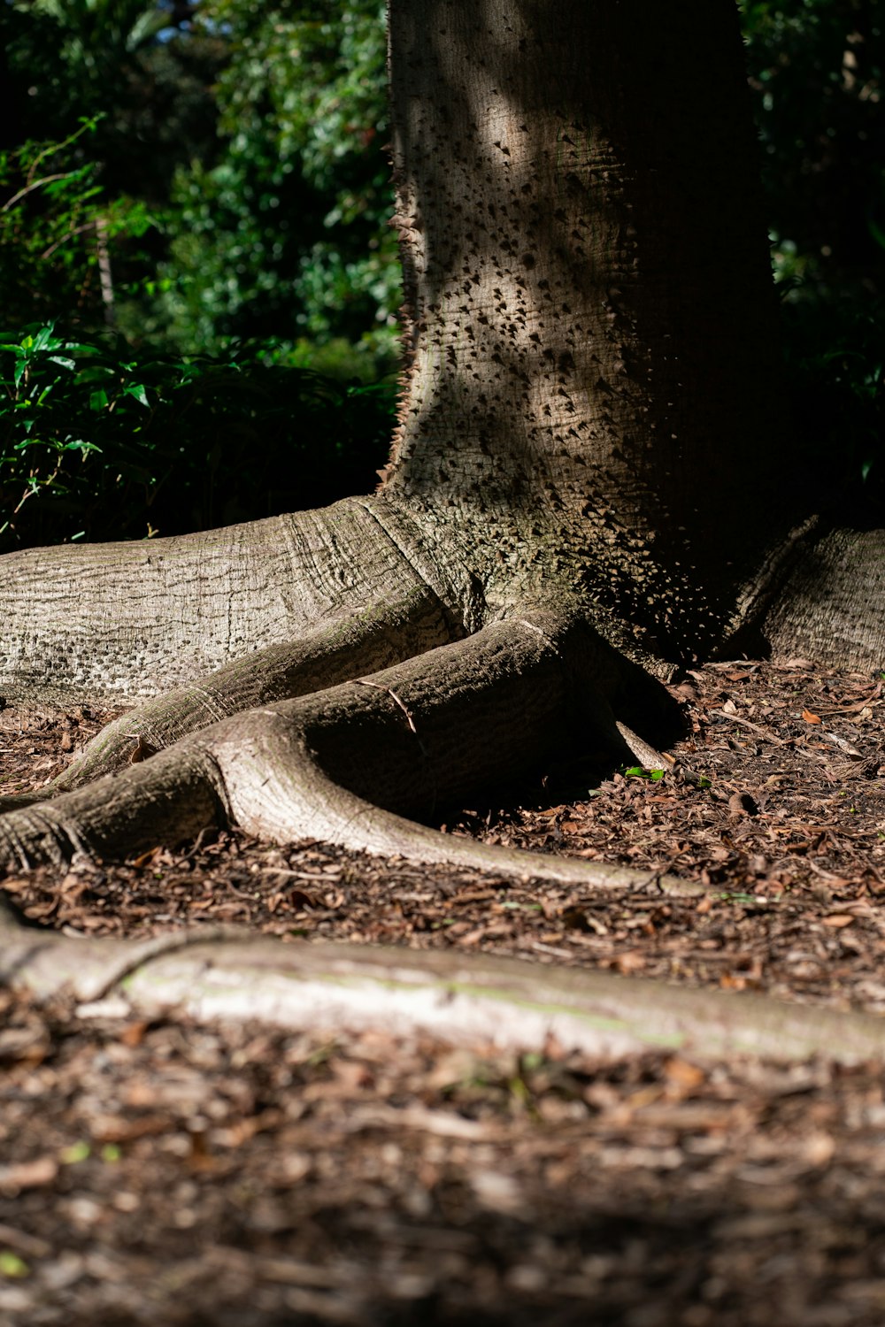 a large tree with a very long trunk