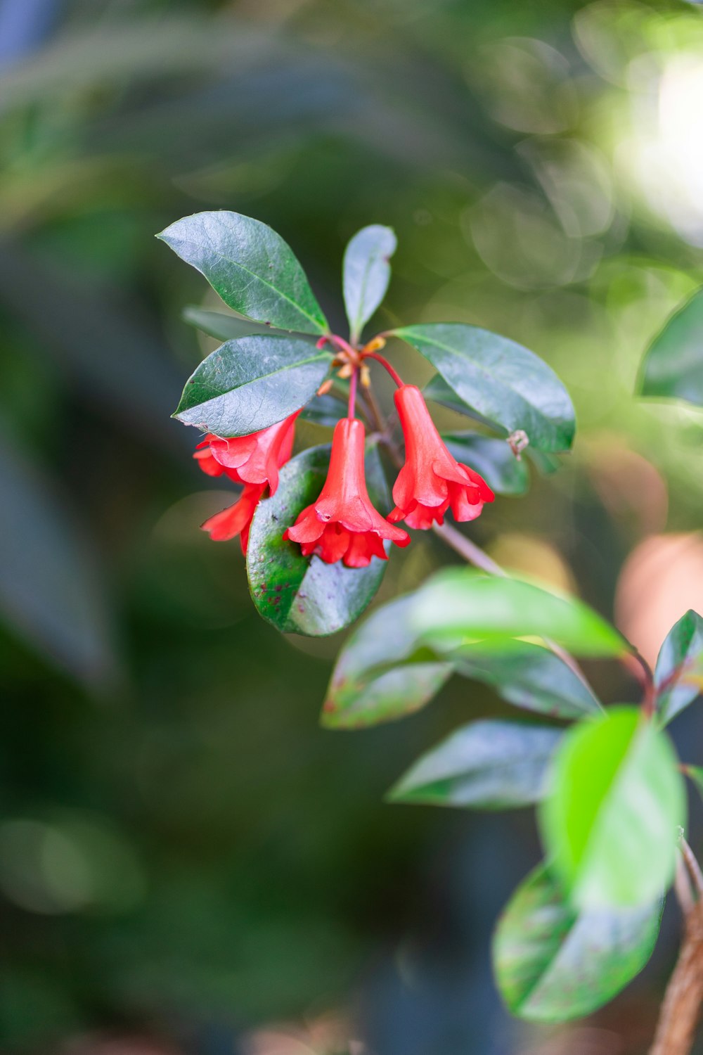 a close up of a red flower on a tree