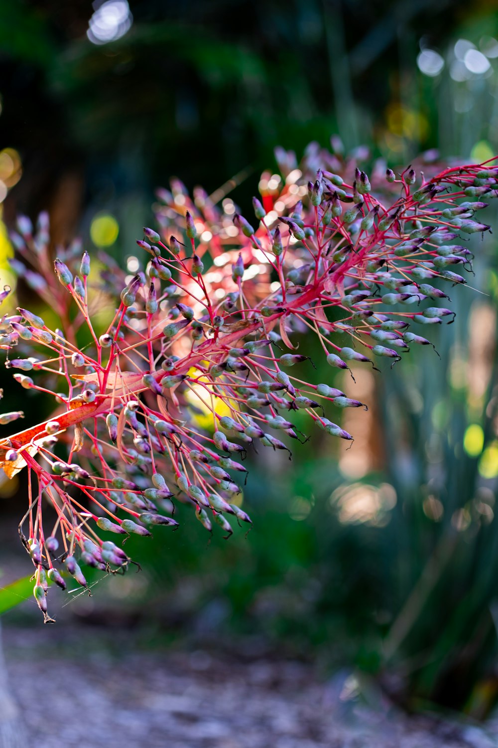 a close up of a plant with red leaves