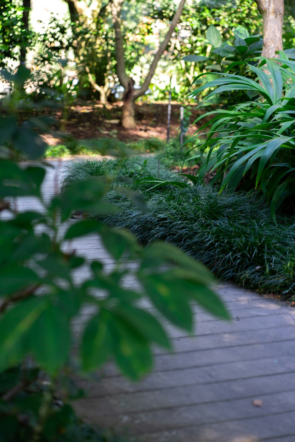 a walkway in the middle of a lush green forest