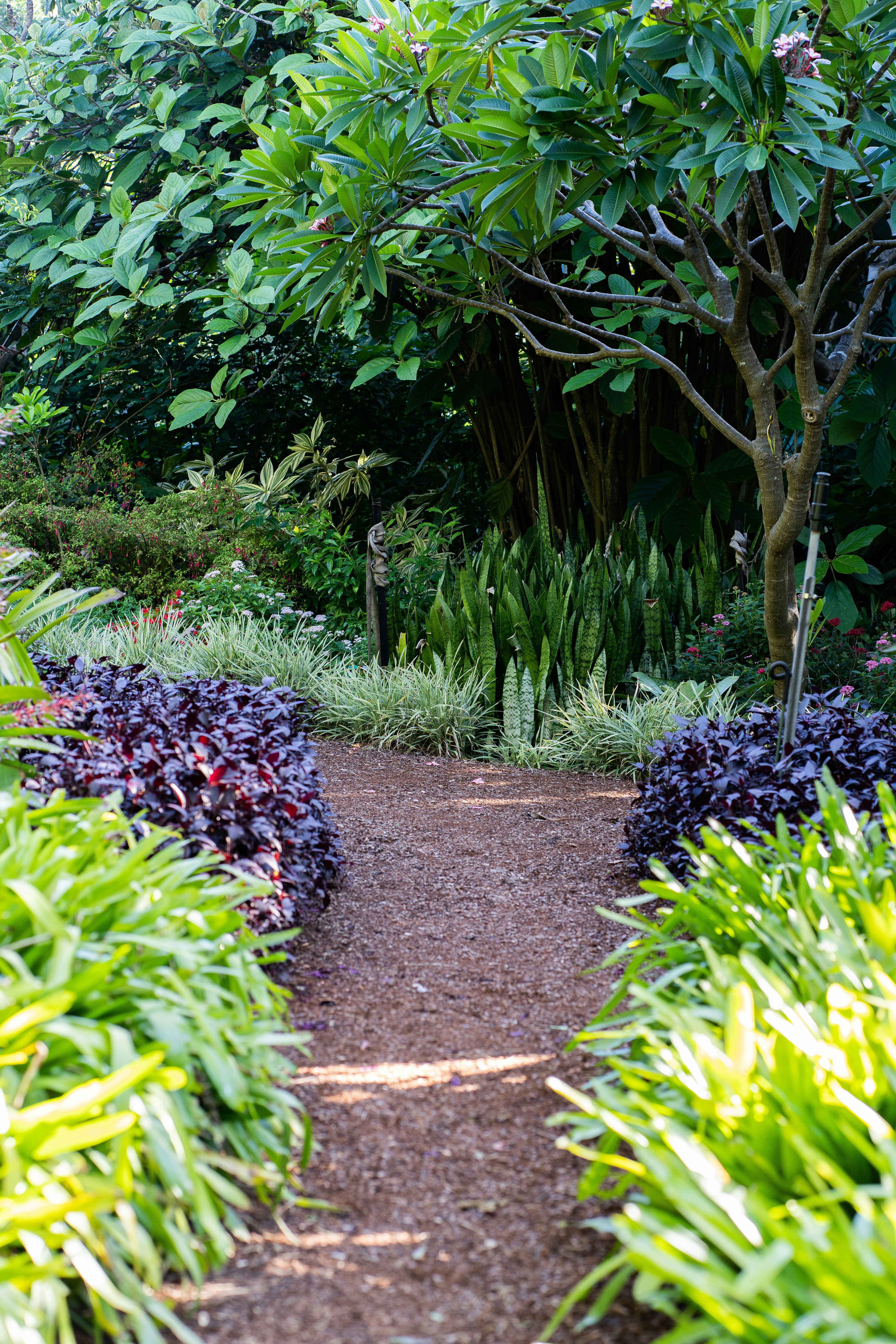 a path through a garden with lots of plants