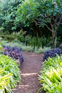 a path through a garden with lots of plants