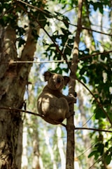 A playful koala holding a shiny coin, surrounded by eucalyptus leaves under a bright blue sky.