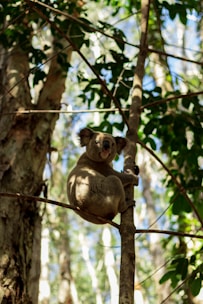 A friendly koala perched on a branch, holding a magnifying glass over a business chart.