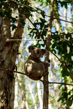 A close-up of a koala clinging to a eucalyptus tree branch in a sunlit forest.