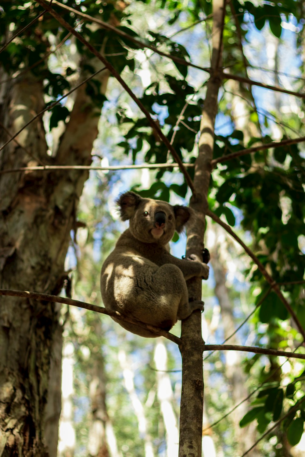 a koala sitting on a tree branch in a forest