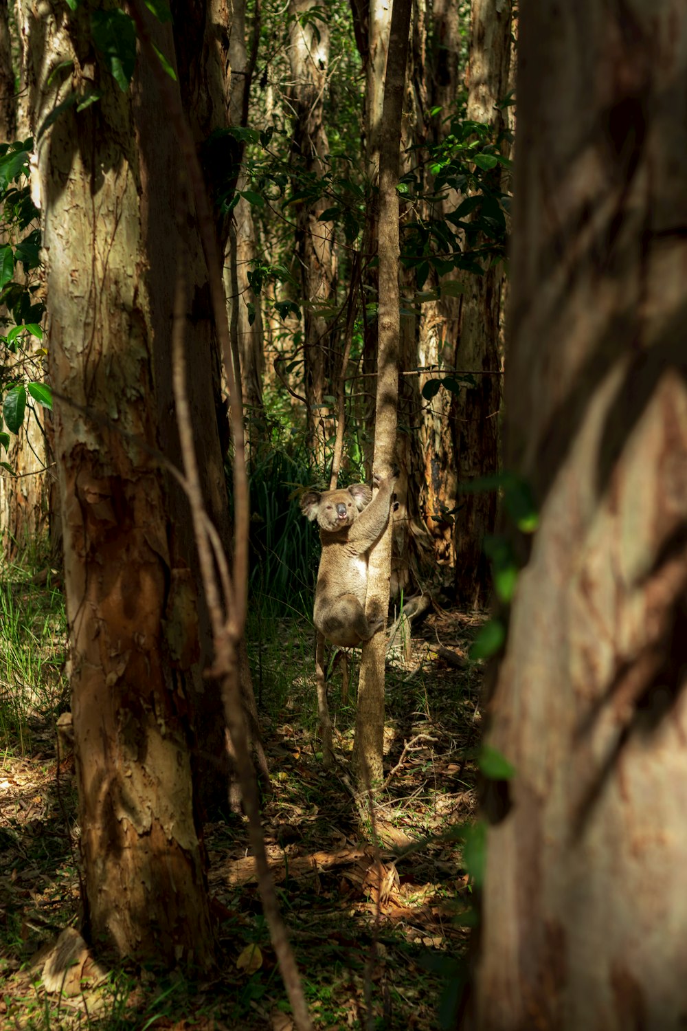 a deer running through a forest of trees